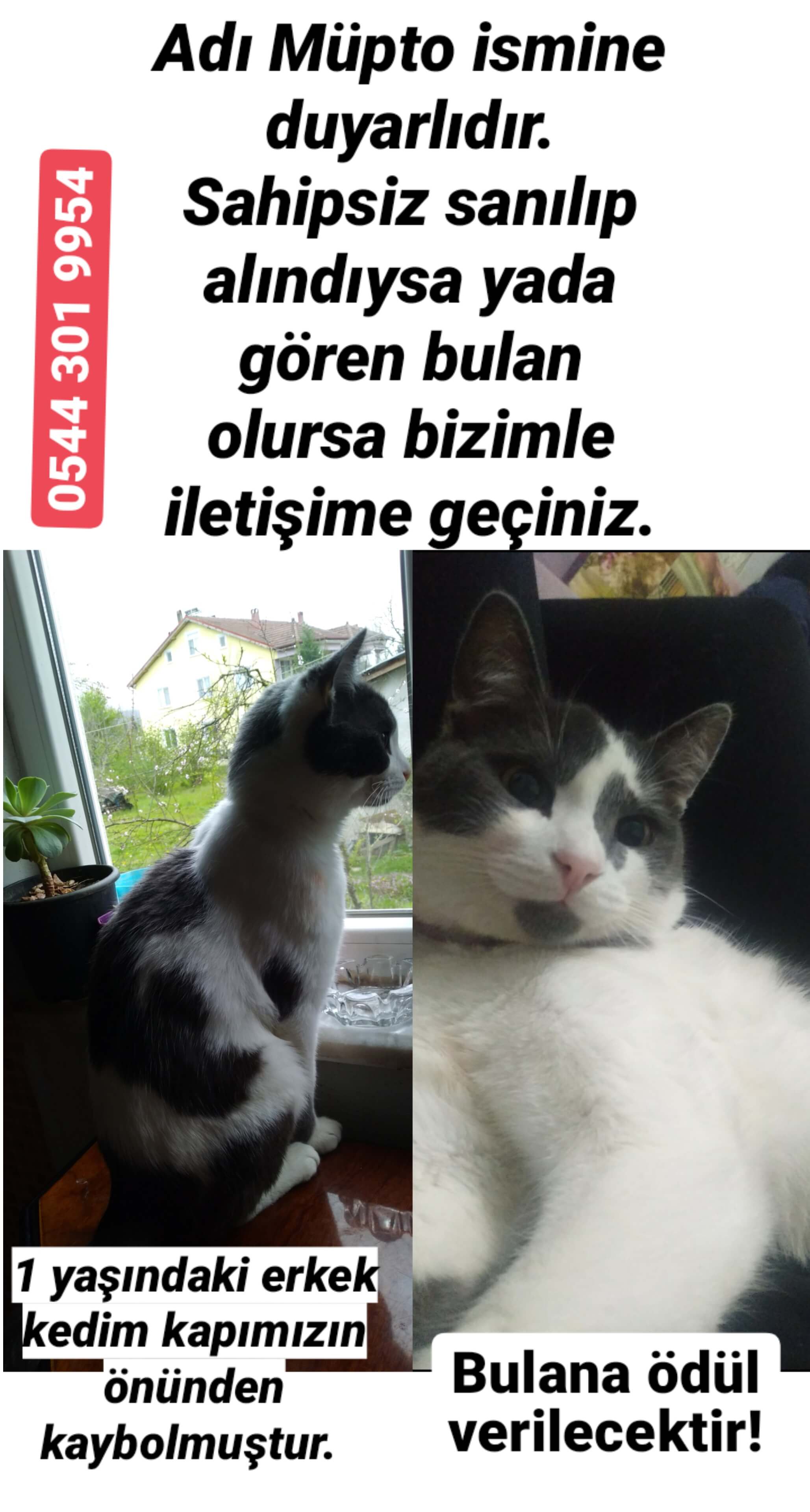 Kedii