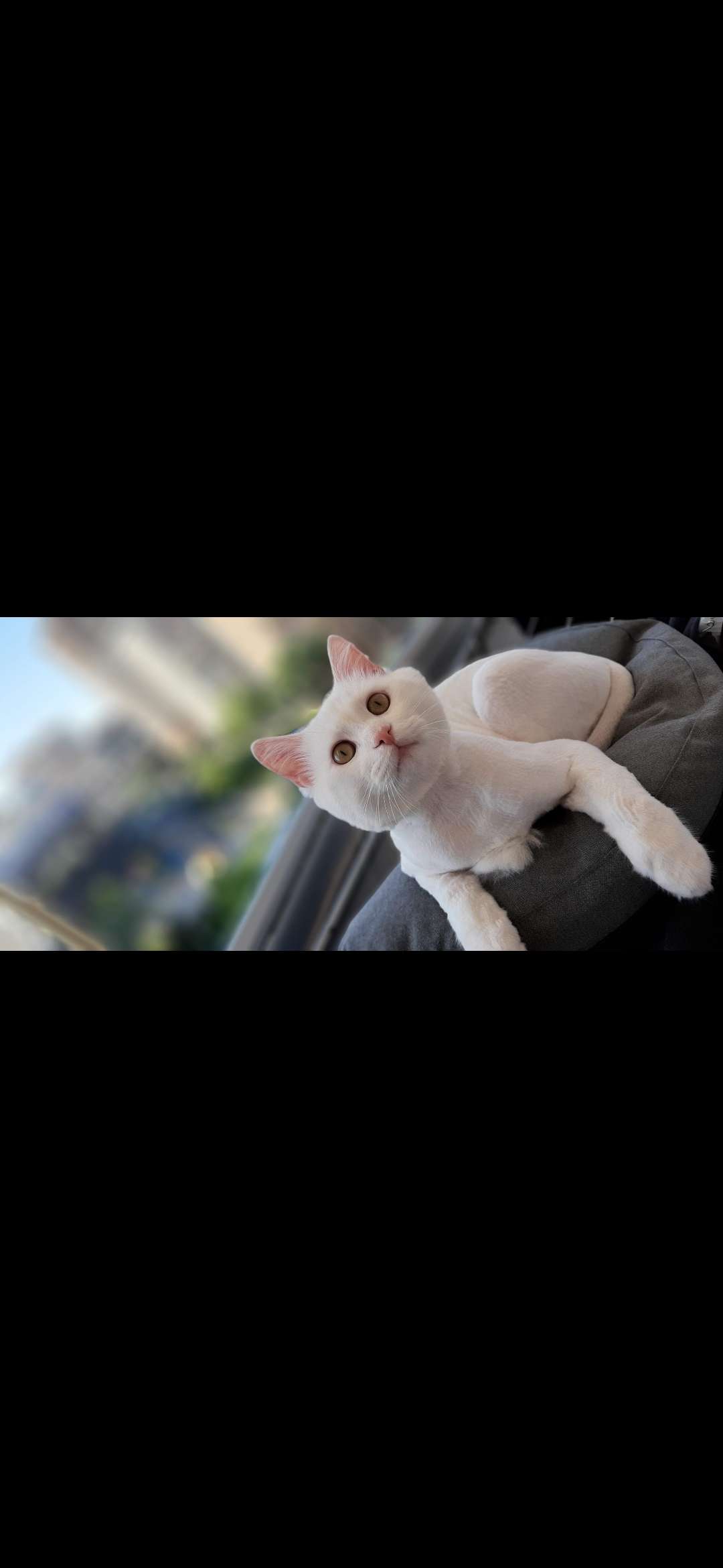 Kedim Oscar kayıp 