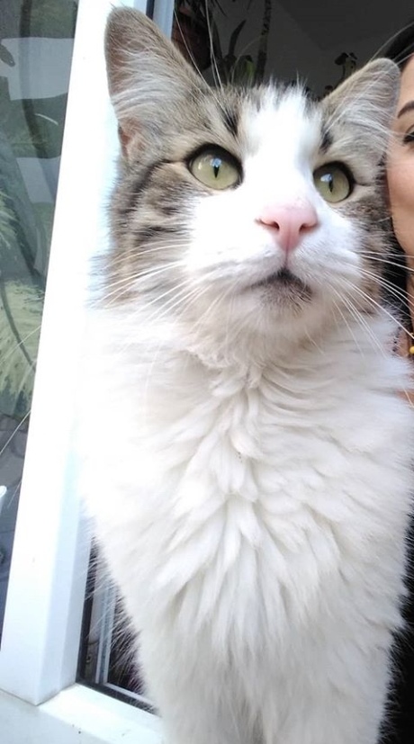 Taşdelen Kardiyum avm tarafında kayıp olan kedim Boby 