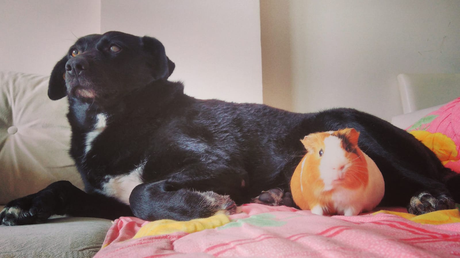 Bir Gözü Perdeli, Küpeli, Siyah Labrador Sokak Köpeğimiz Kayıp Gören