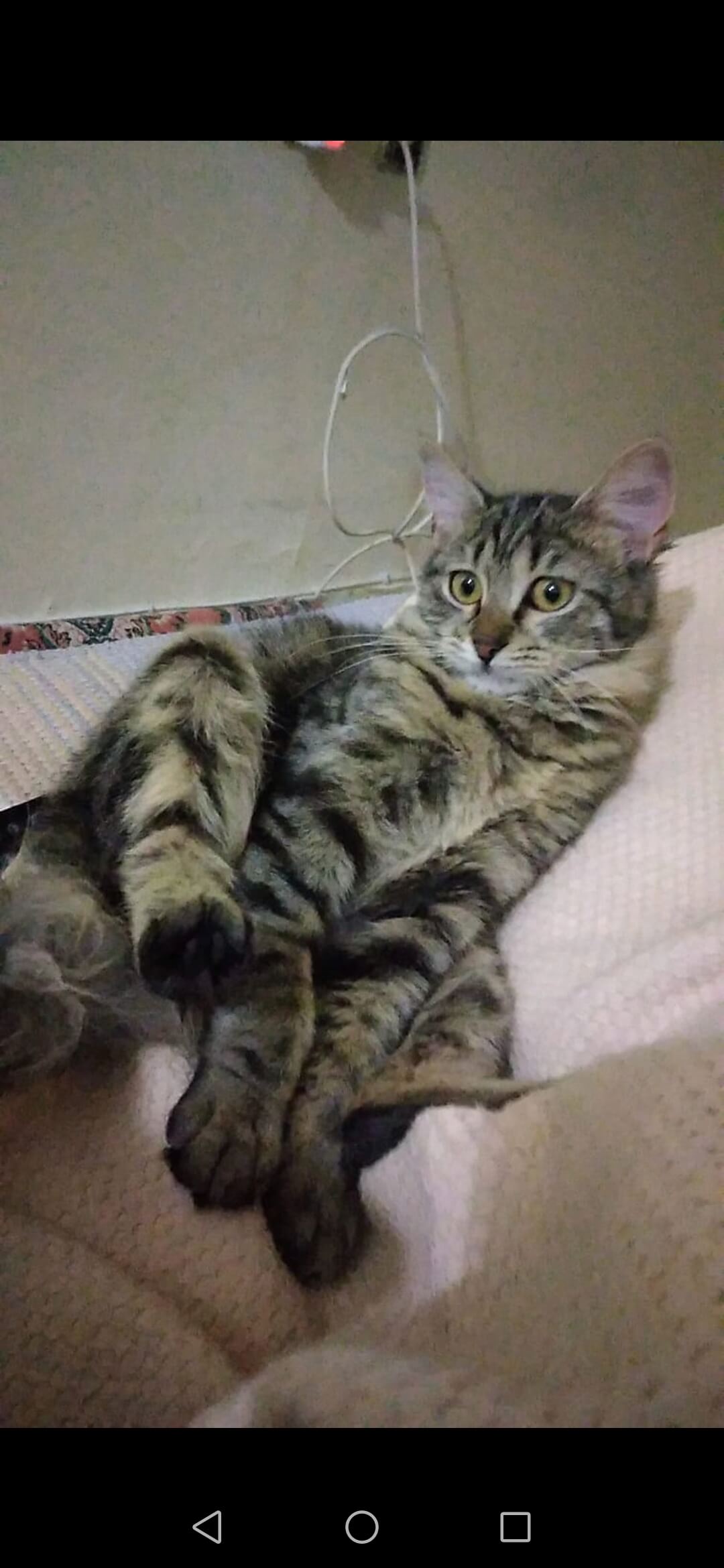 Kayıp tekir