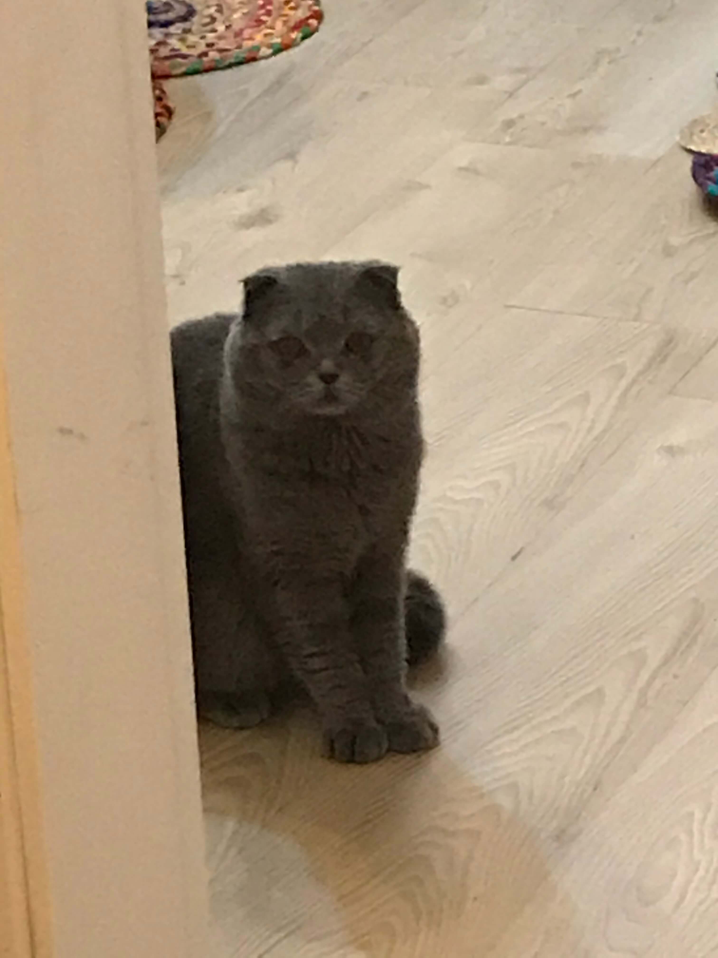 2 yaşındaki Kedim kayboldu lütfen yardımcı olun.