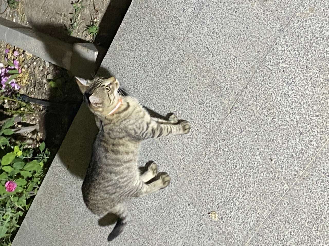 Kayıp kedi