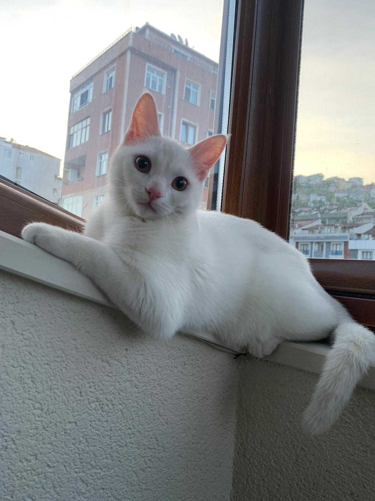 Ender kaya