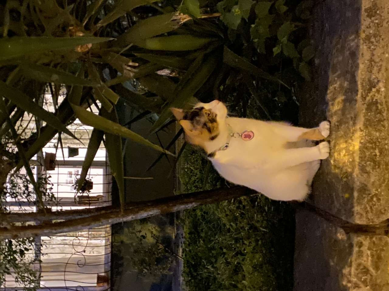 Kayıp kedi