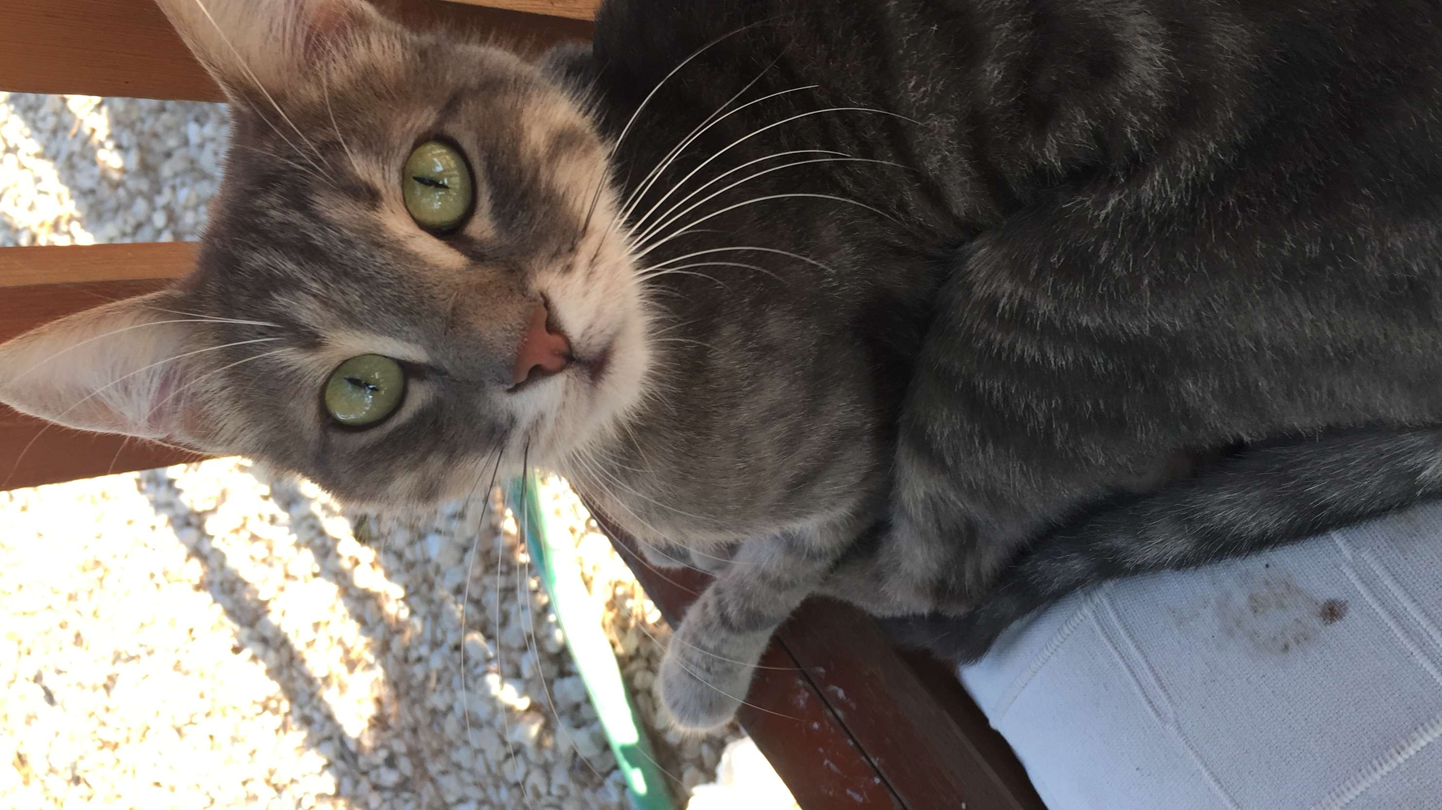 Kayıp kedi