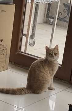 Berkan