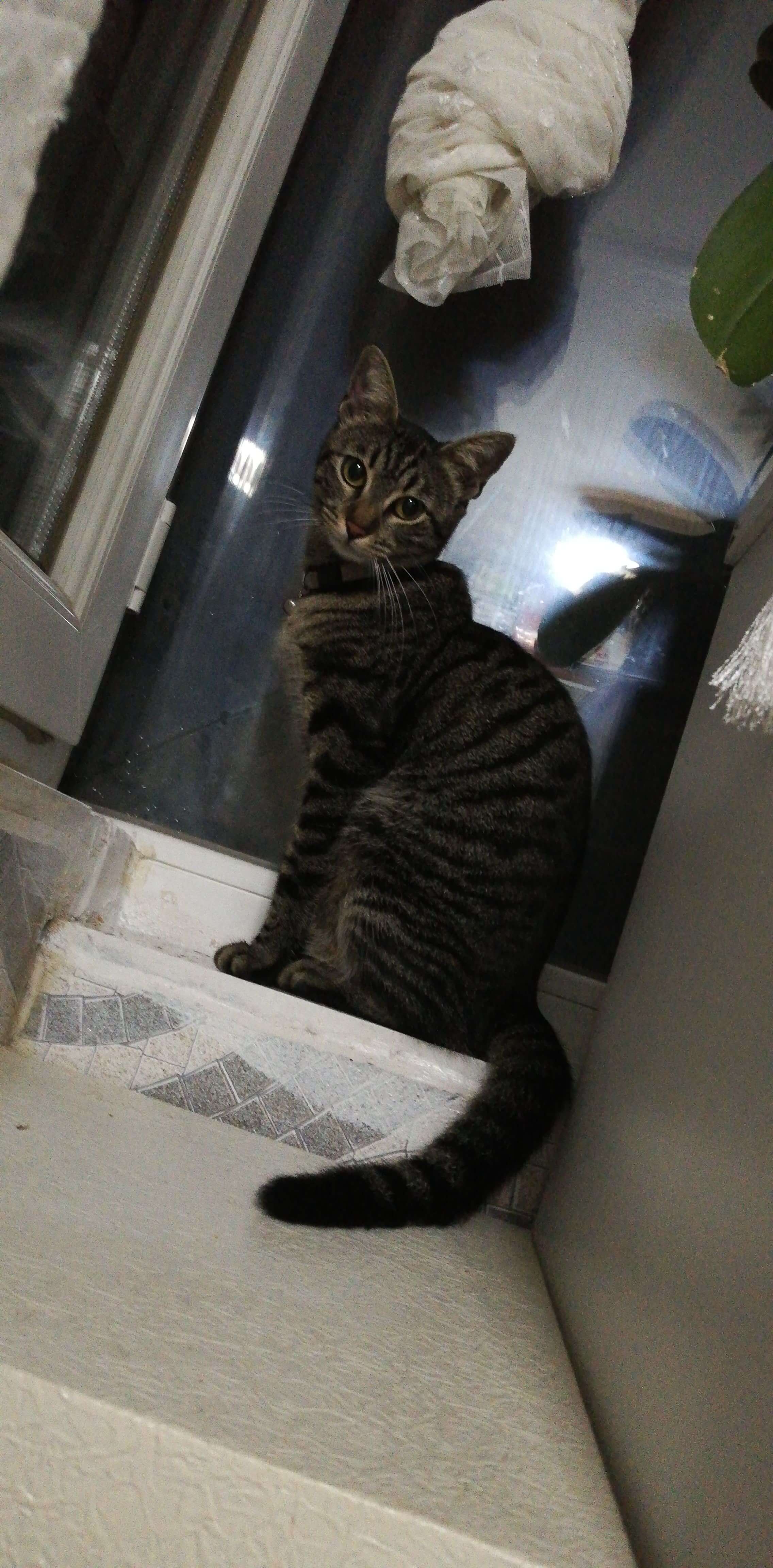 ÜSKÜDAR ZEYNEP KAMİLDE KAYIP KEDİ