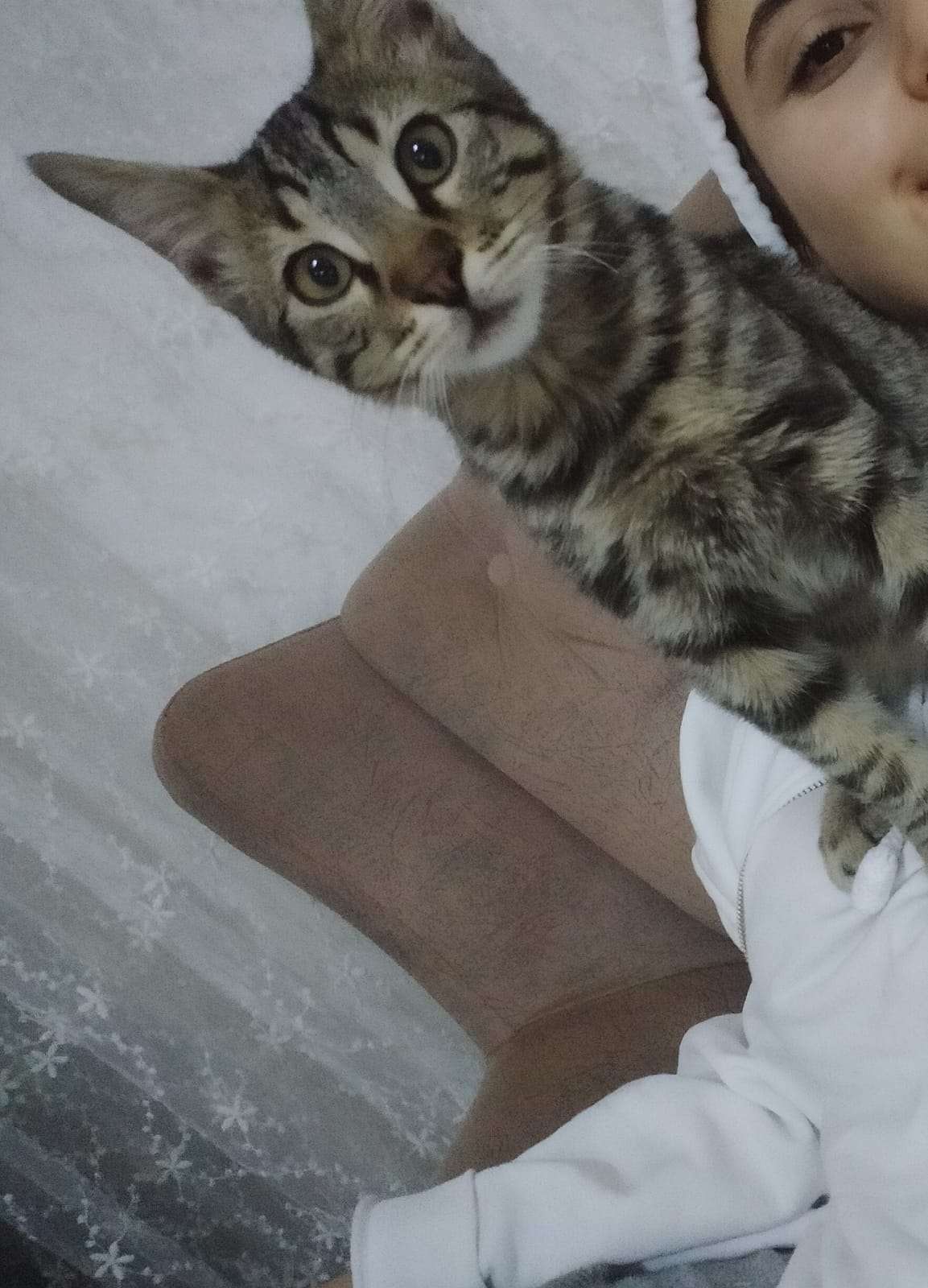 Kedim NOHUT kayboldu