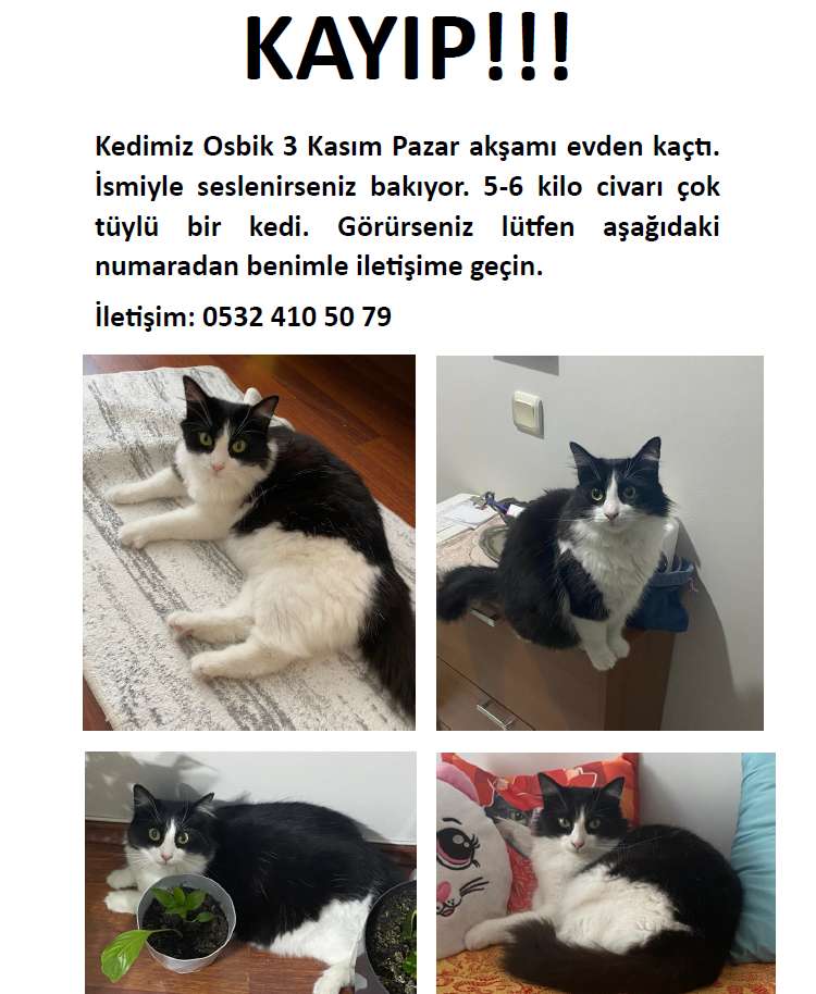 BALIKESİR KARESİ KAYIP KEDİ ACİL!!!