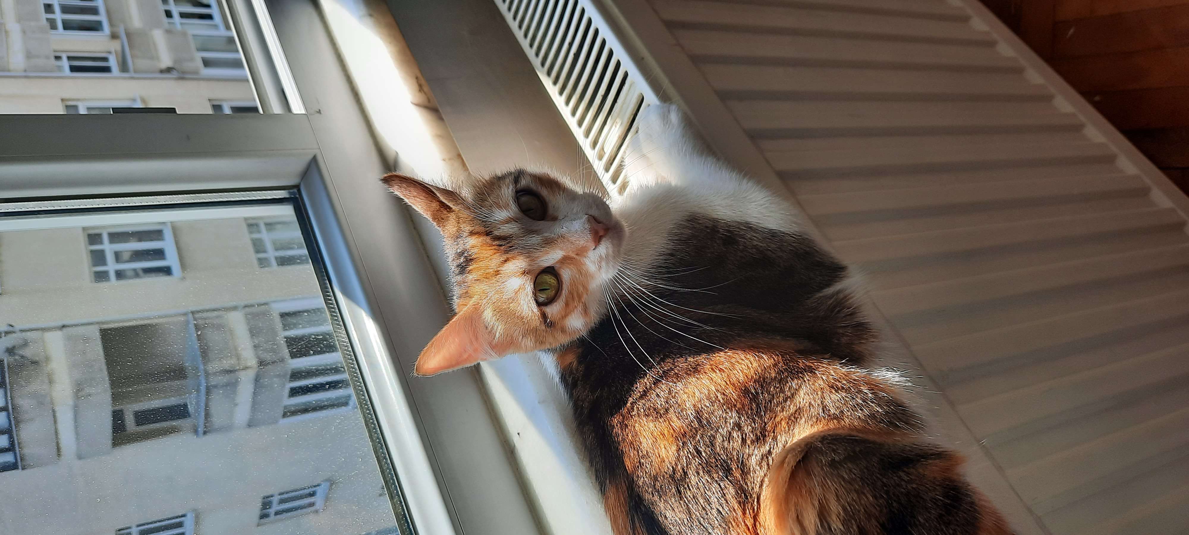 Kayıp kedi 