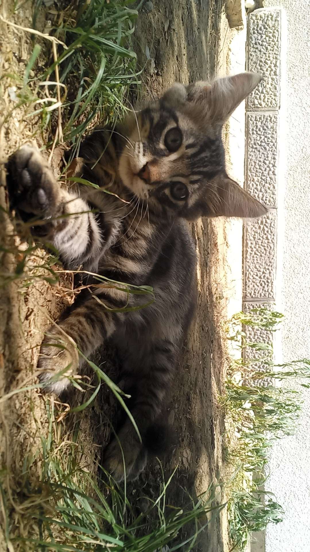 KEDİM KAYIP