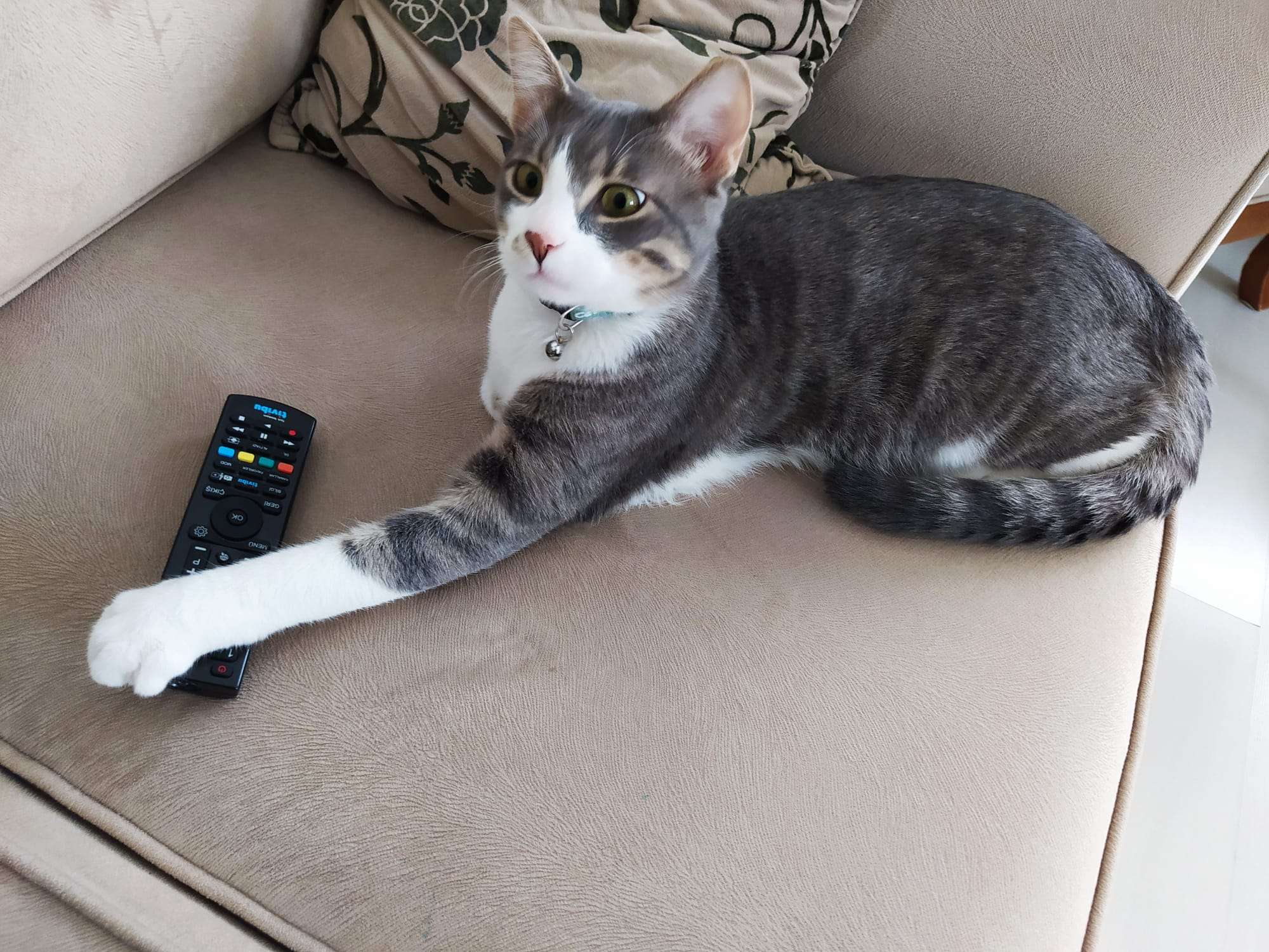 Beylikdüzü kayıp kedi