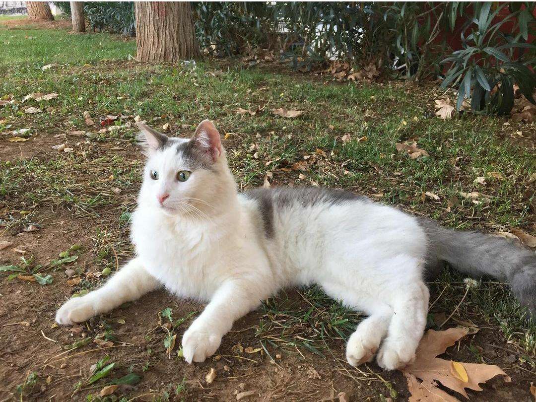 kayıp kedi ödüllü