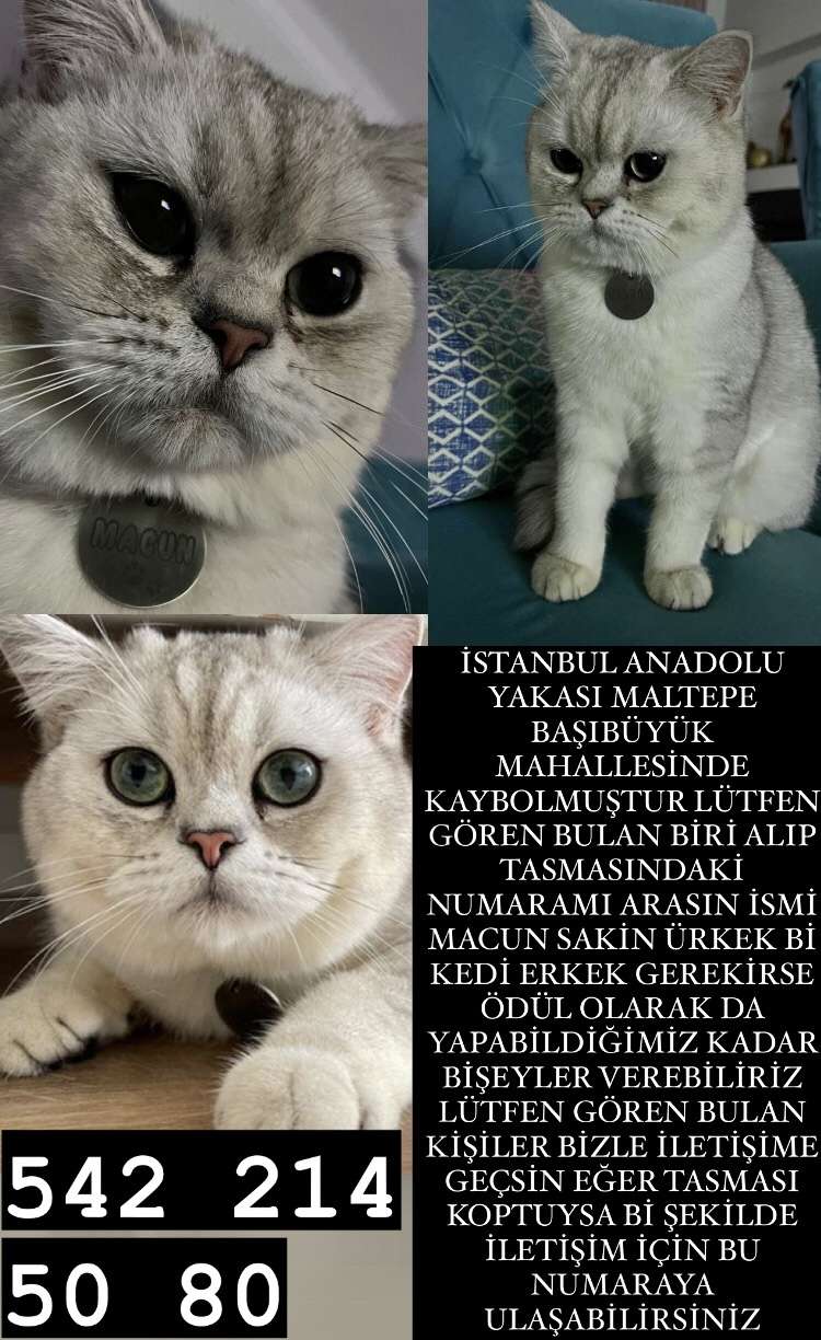 KEDİM MACUN KAYIP