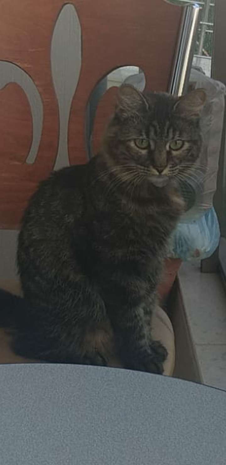 KEDİMİZ MUCİZE KAYIP LÜTFEN YARDIN EDİN