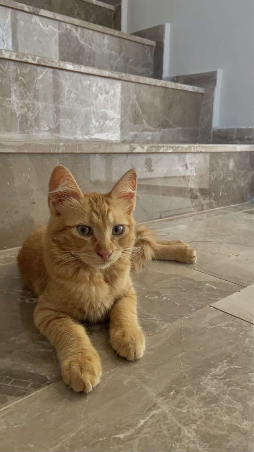 Sarı kedim kayıp