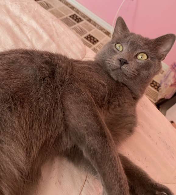 Kedi buldum 