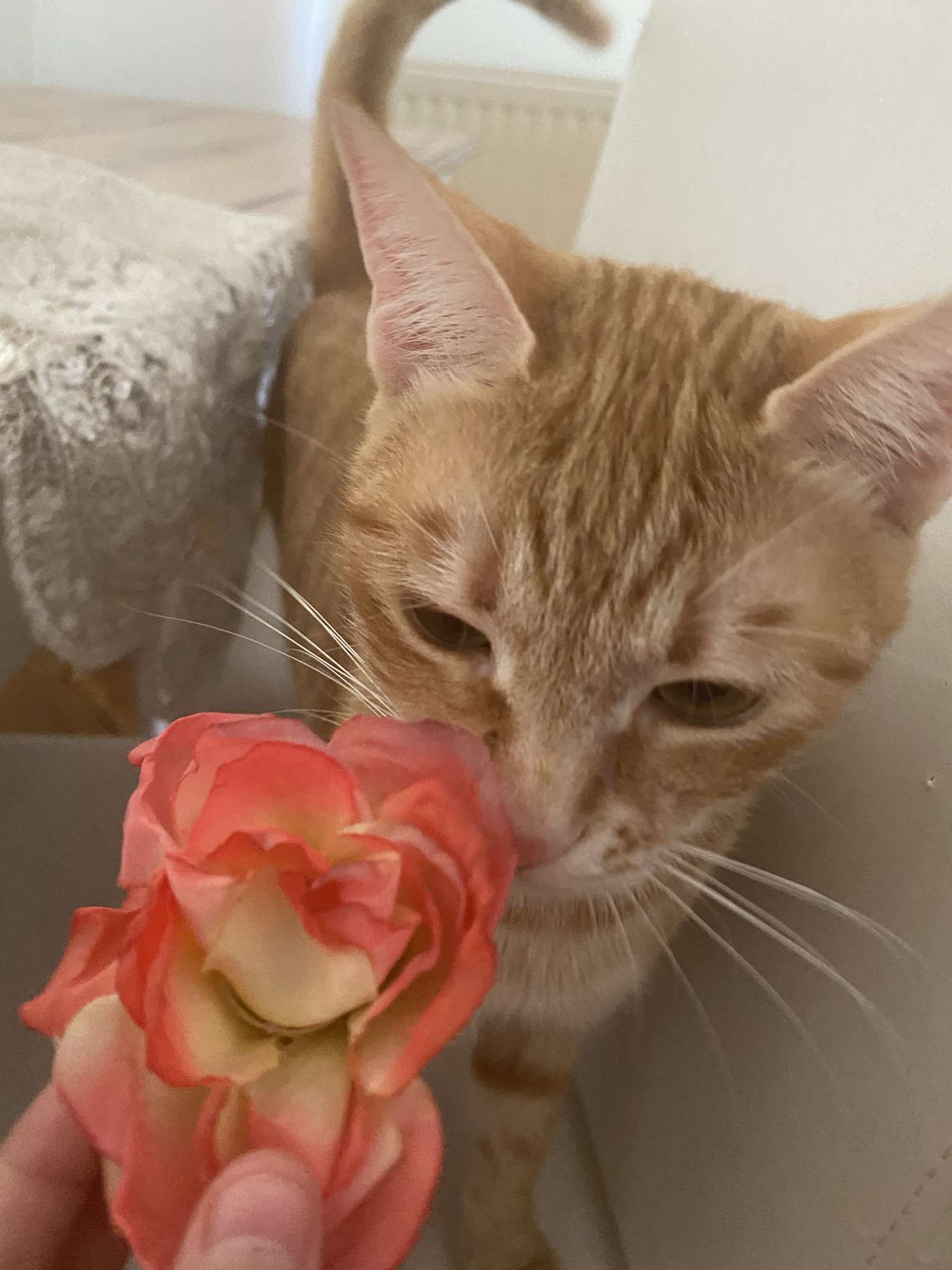 İzmir Balçova kayıp kedi