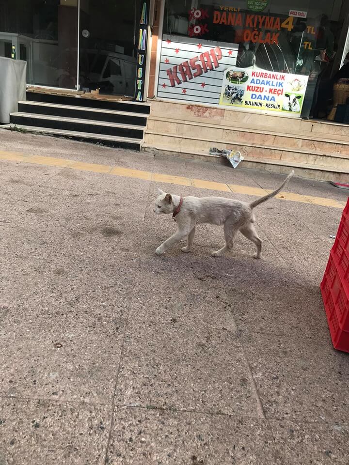Mersin Anamur Kayıp Kedi Gözleri farklı renklerde tasmalı