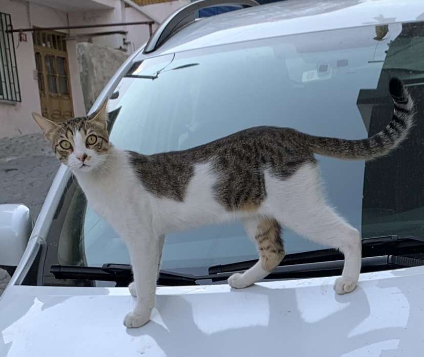 ataşehir alanaldı caddesi Kedi