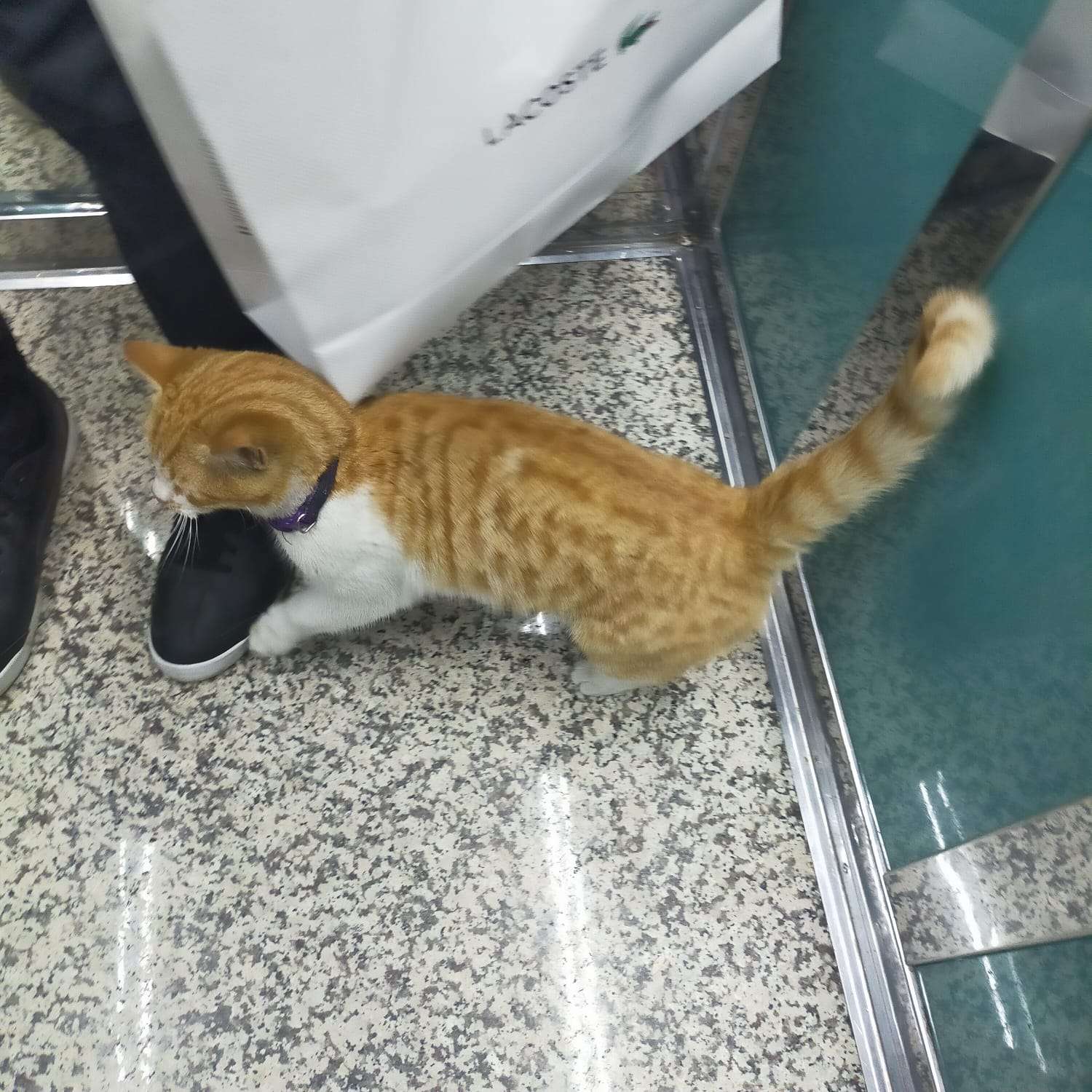 Sahibi aranıyor!