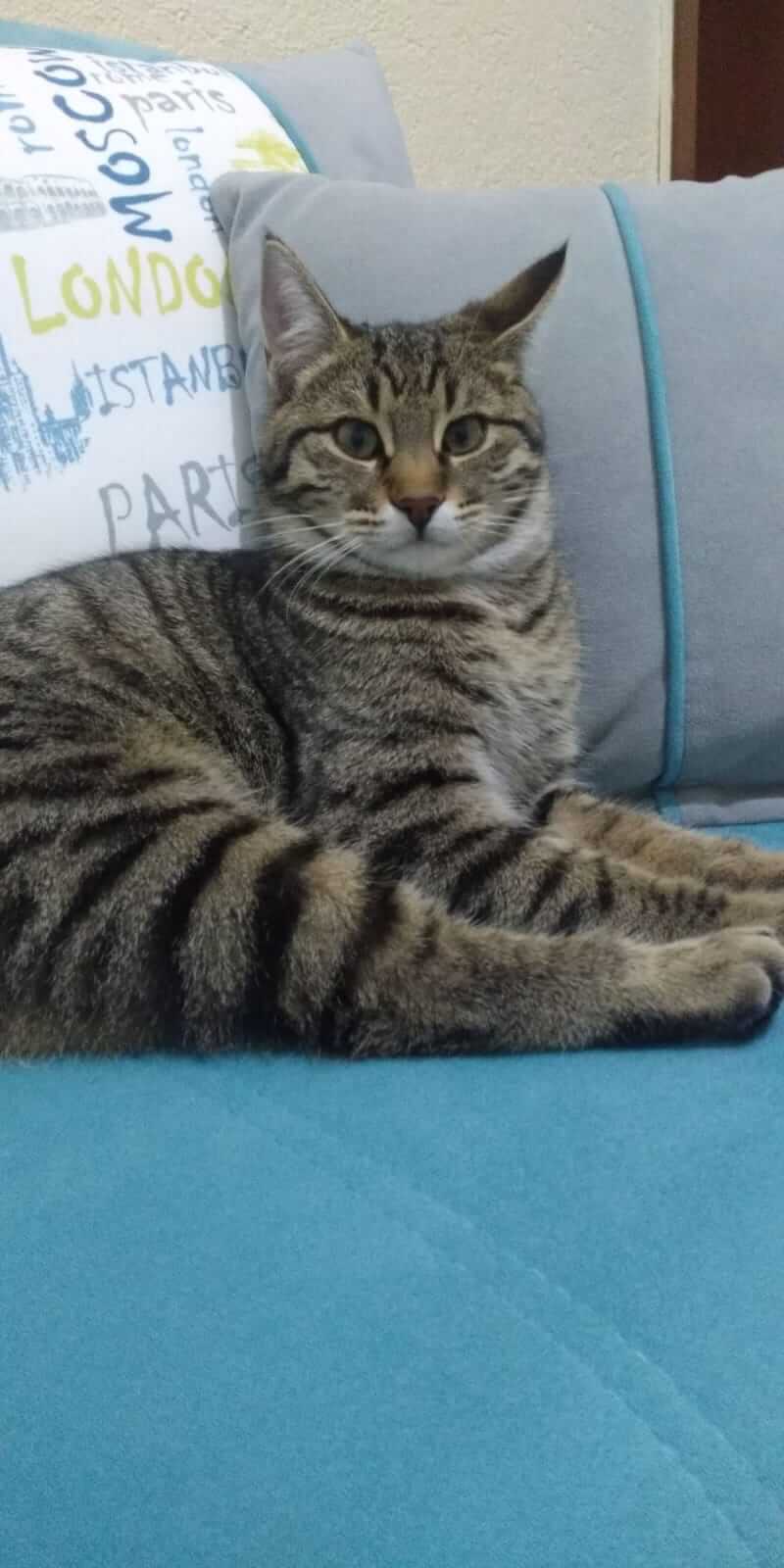 ertuğrulçağlak