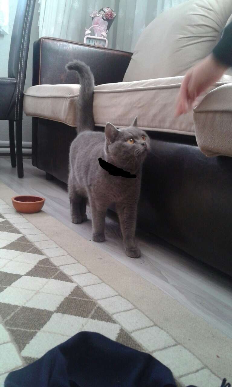 British shorthair kedi buldum 