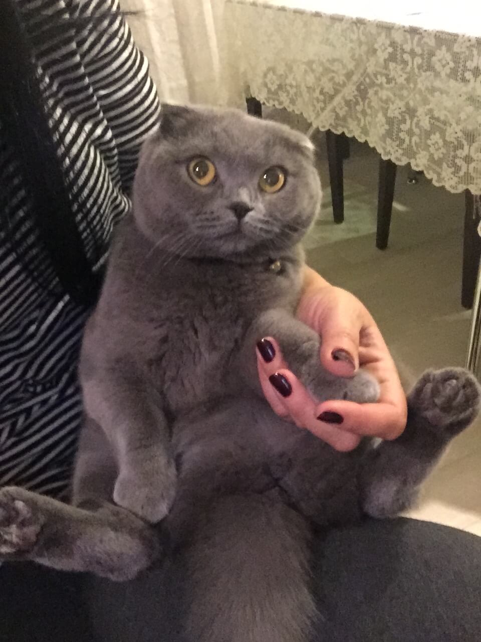 KEDİMİZ ZİLLİ KAYIP