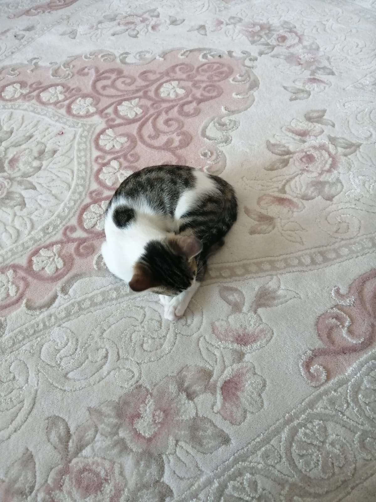 kedim kayboldu izmir gültepede