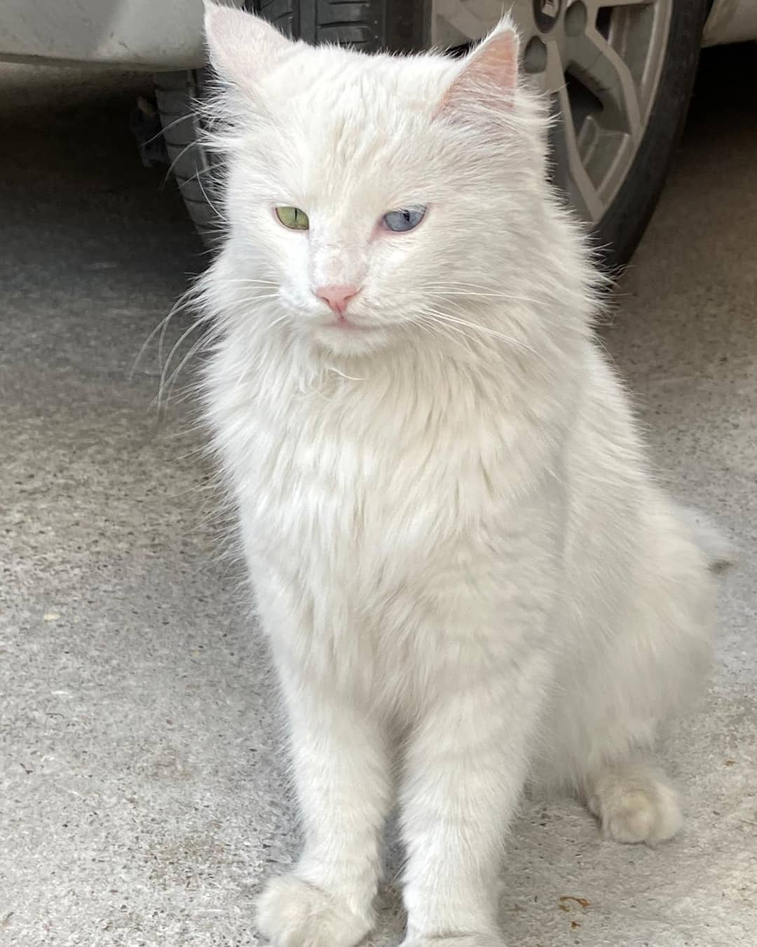 Ankara Kedisi Bulundu- Ankara, bahçelievler