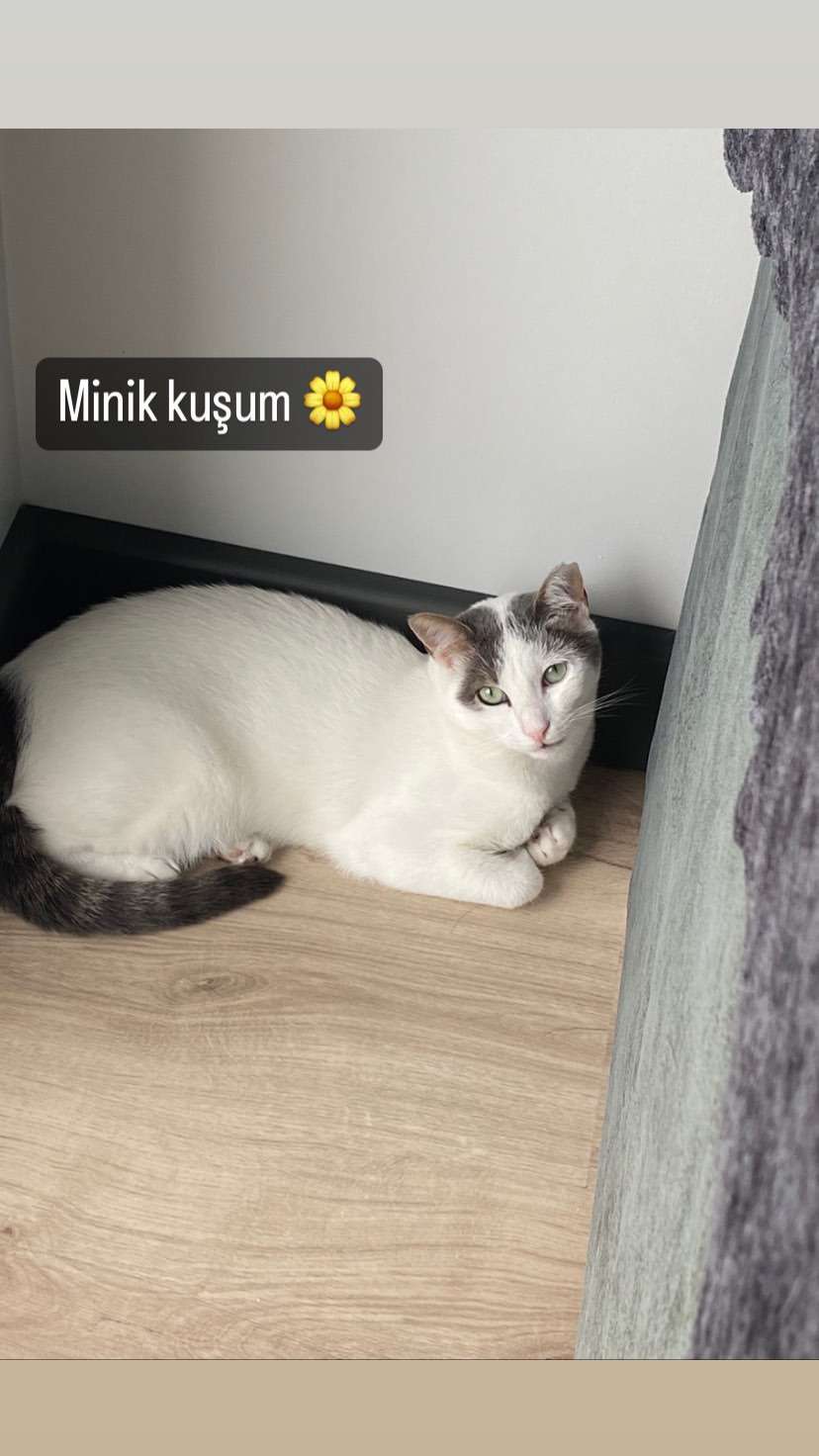 Kayıp kedi 