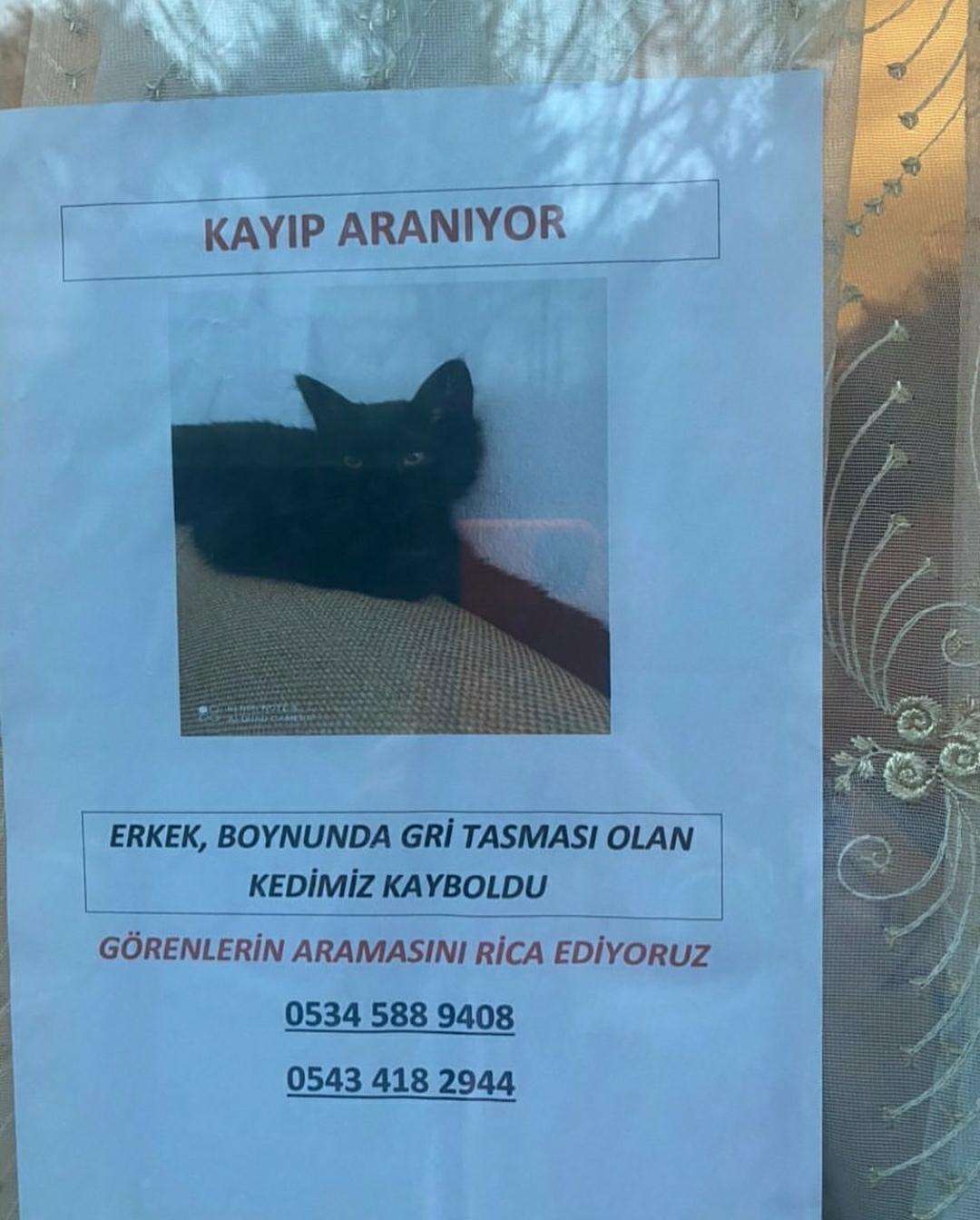 KAYIP KEDİ
