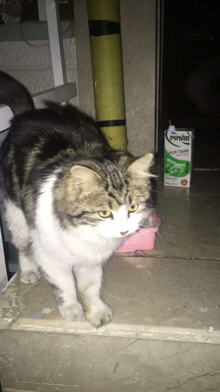 Mamak mutlu mahallesinde kedi bulduk ve sahibini arıyoruz 