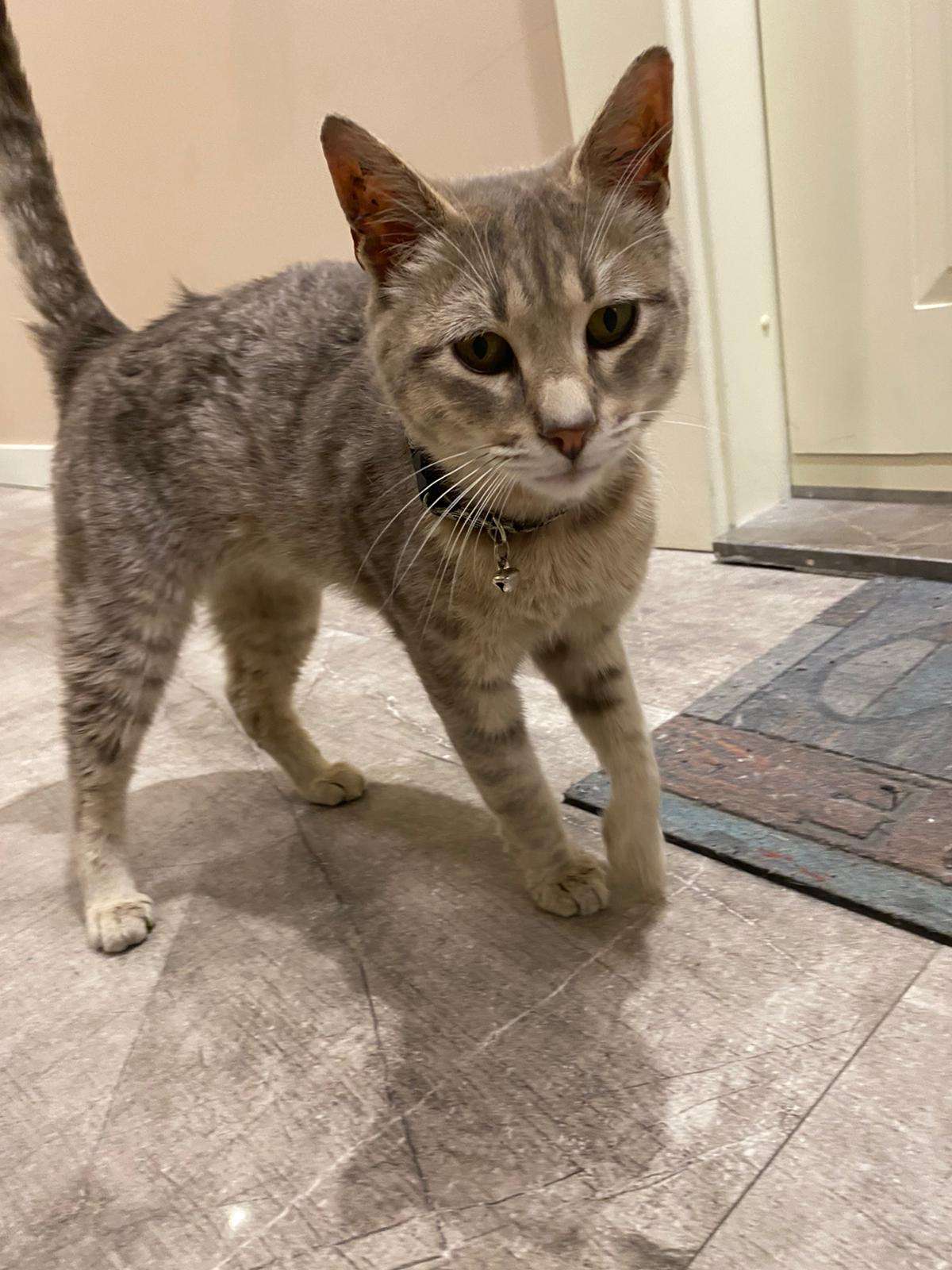 Kayıp kedi
