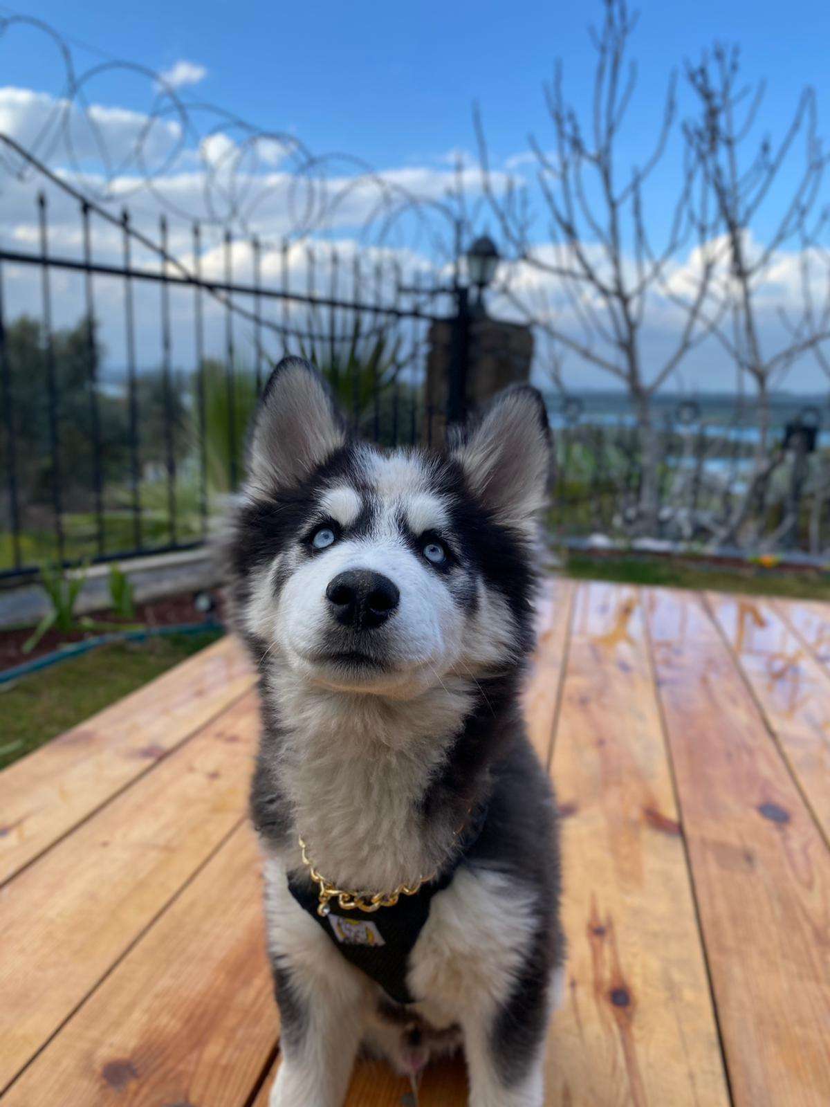Köpeğim zeus çalındı 