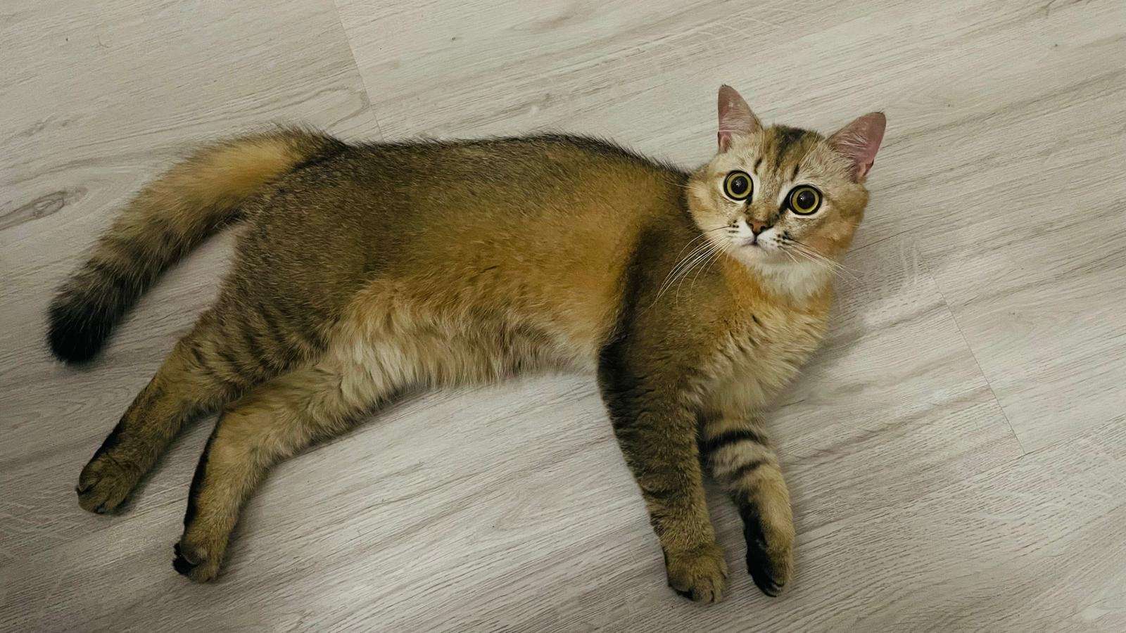 Kayıp kedi ilanı 