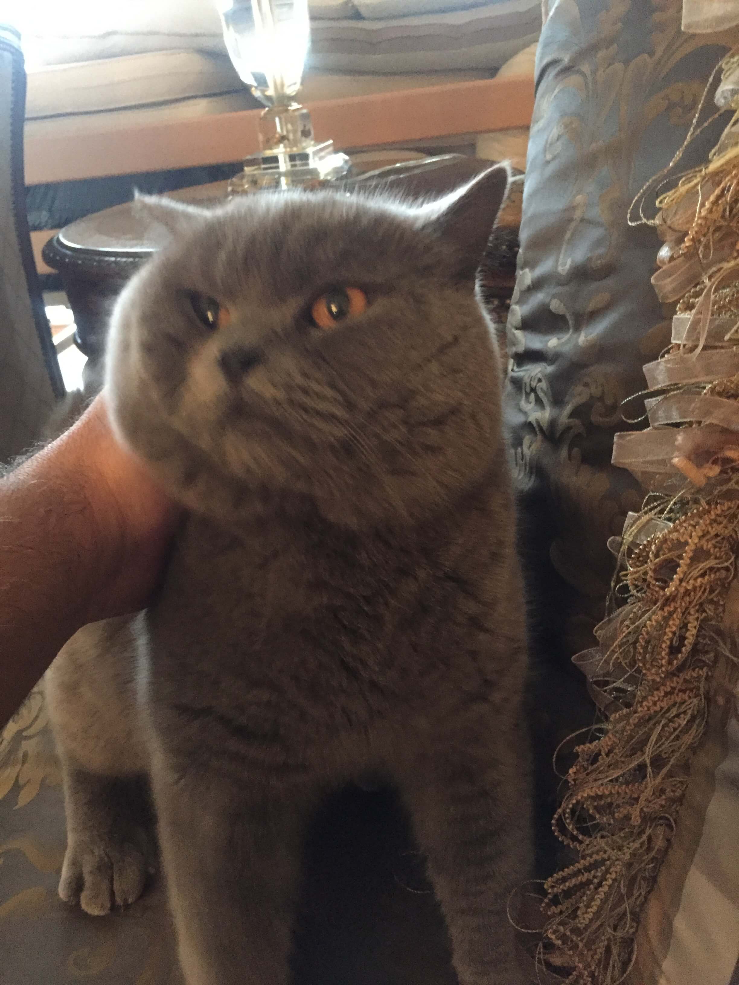 Scotish kedi