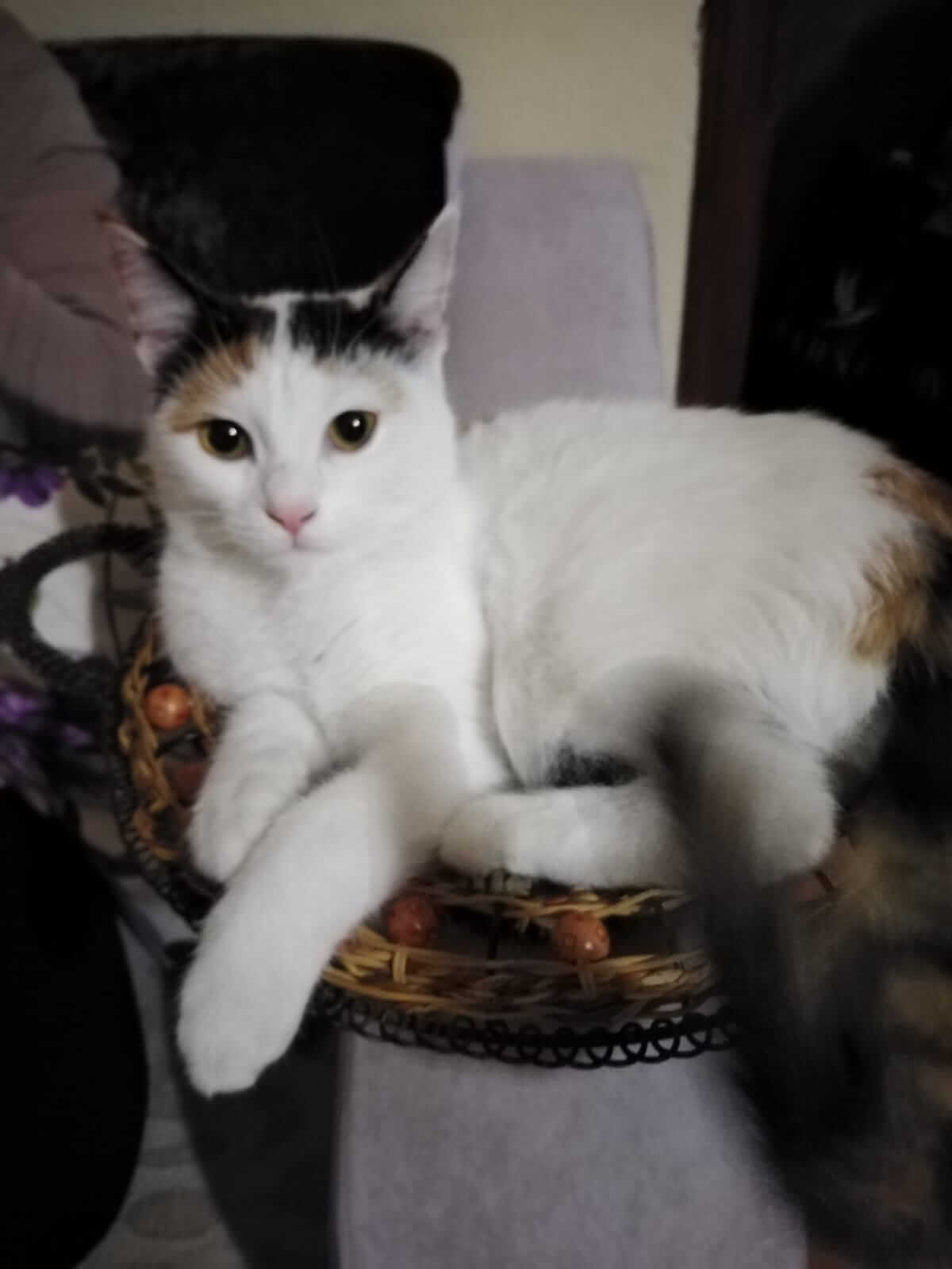 Eylem Karaoğlan