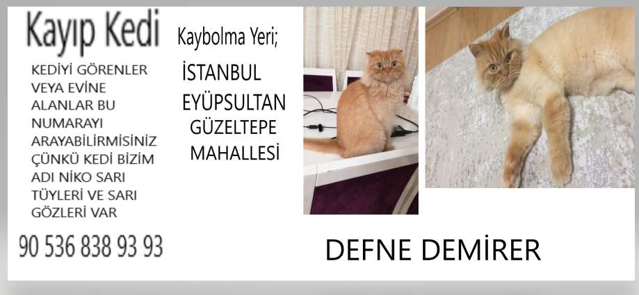 KAYIO KEDİ NİKO
