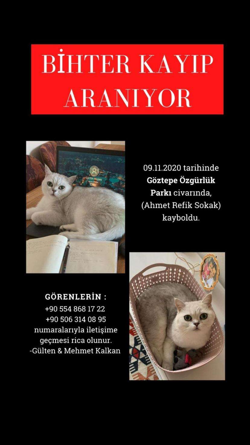 Göztepe / Demokrasi Parkı Kayıp Kedi