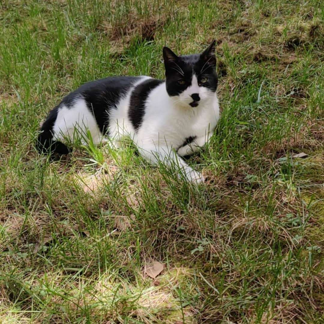 Kayıp kedi