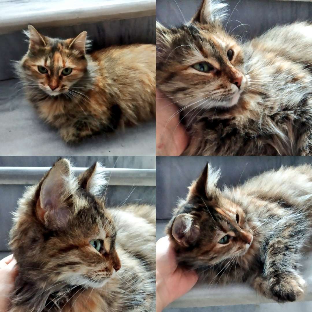 Alibeyköy Güzelce Caddesi İmar blokları civarında kayıp kedi