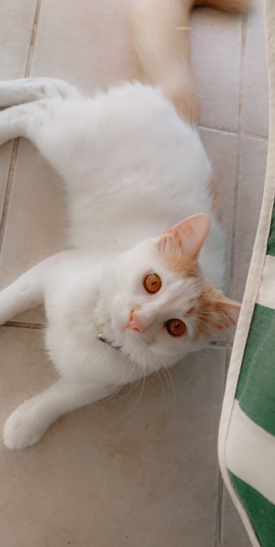 Kayıp Kedi
