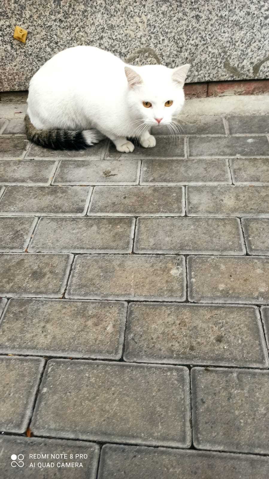 Dila Çelebi