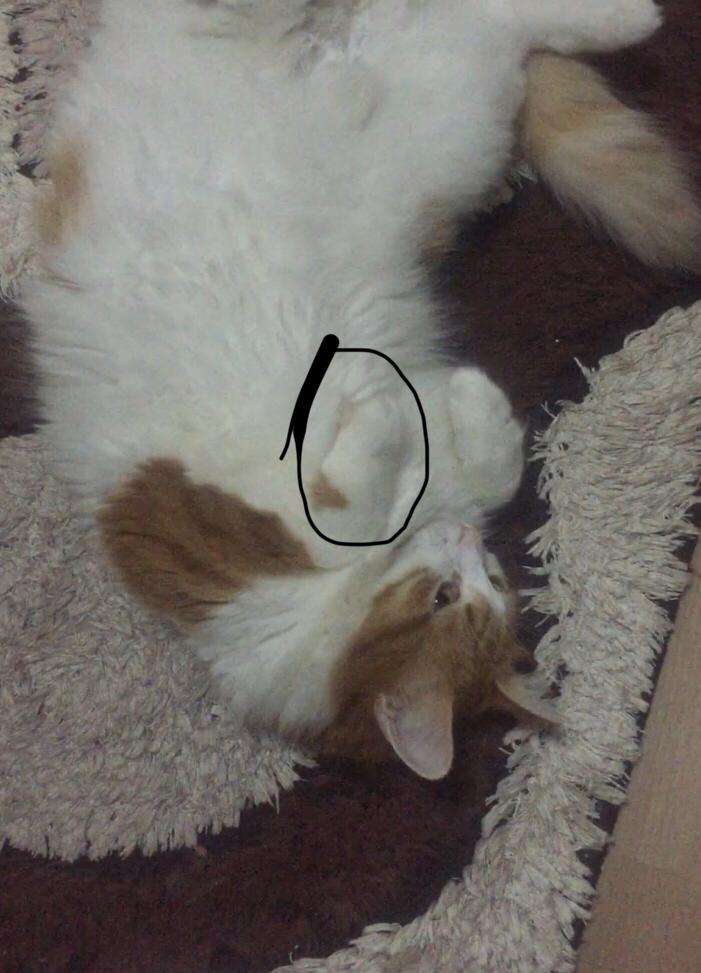 Kayıp kedi