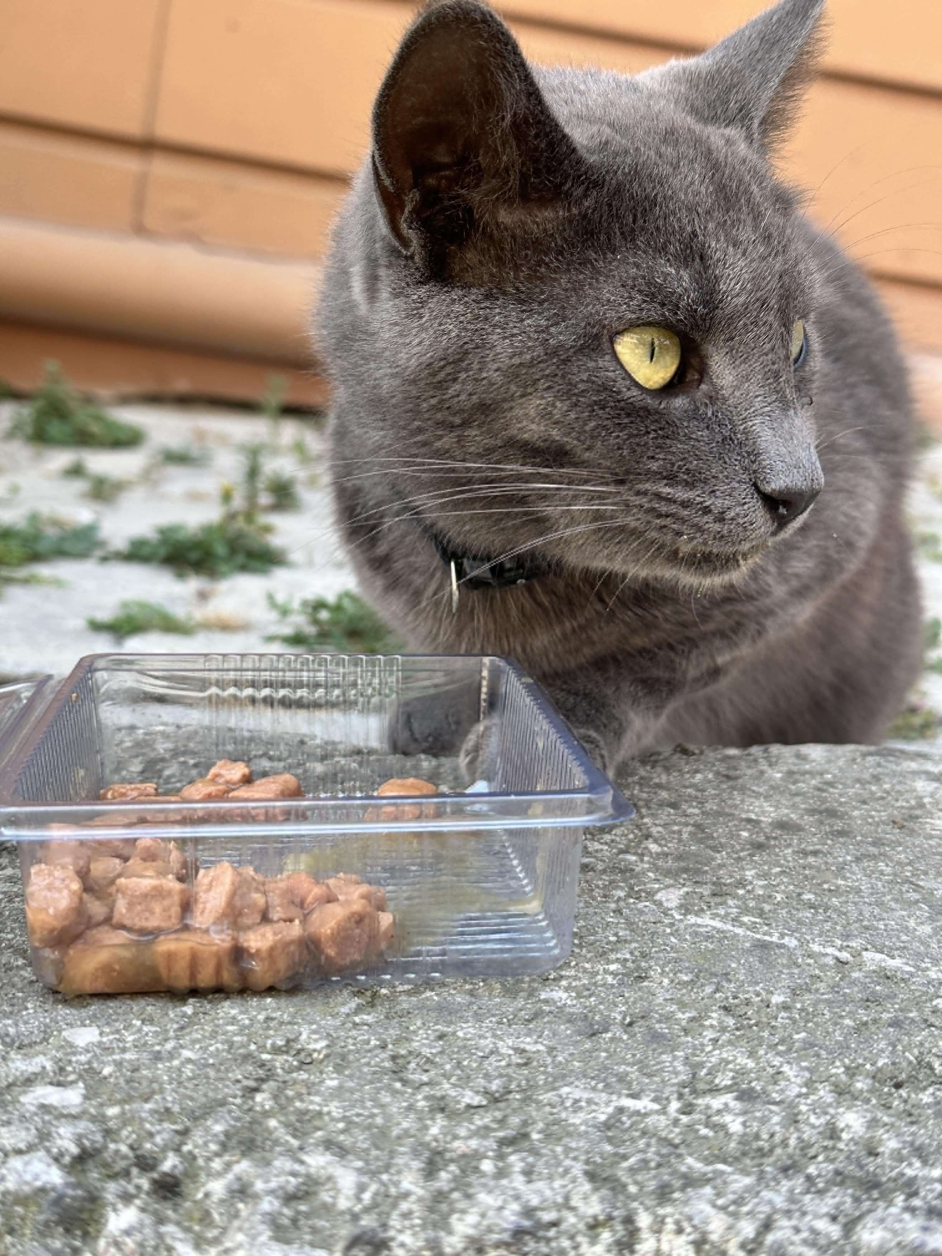 Tasmalı Kedi Bulundu Ataşehir