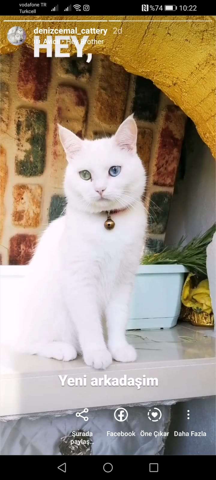 Acil lütfen miayi bulun