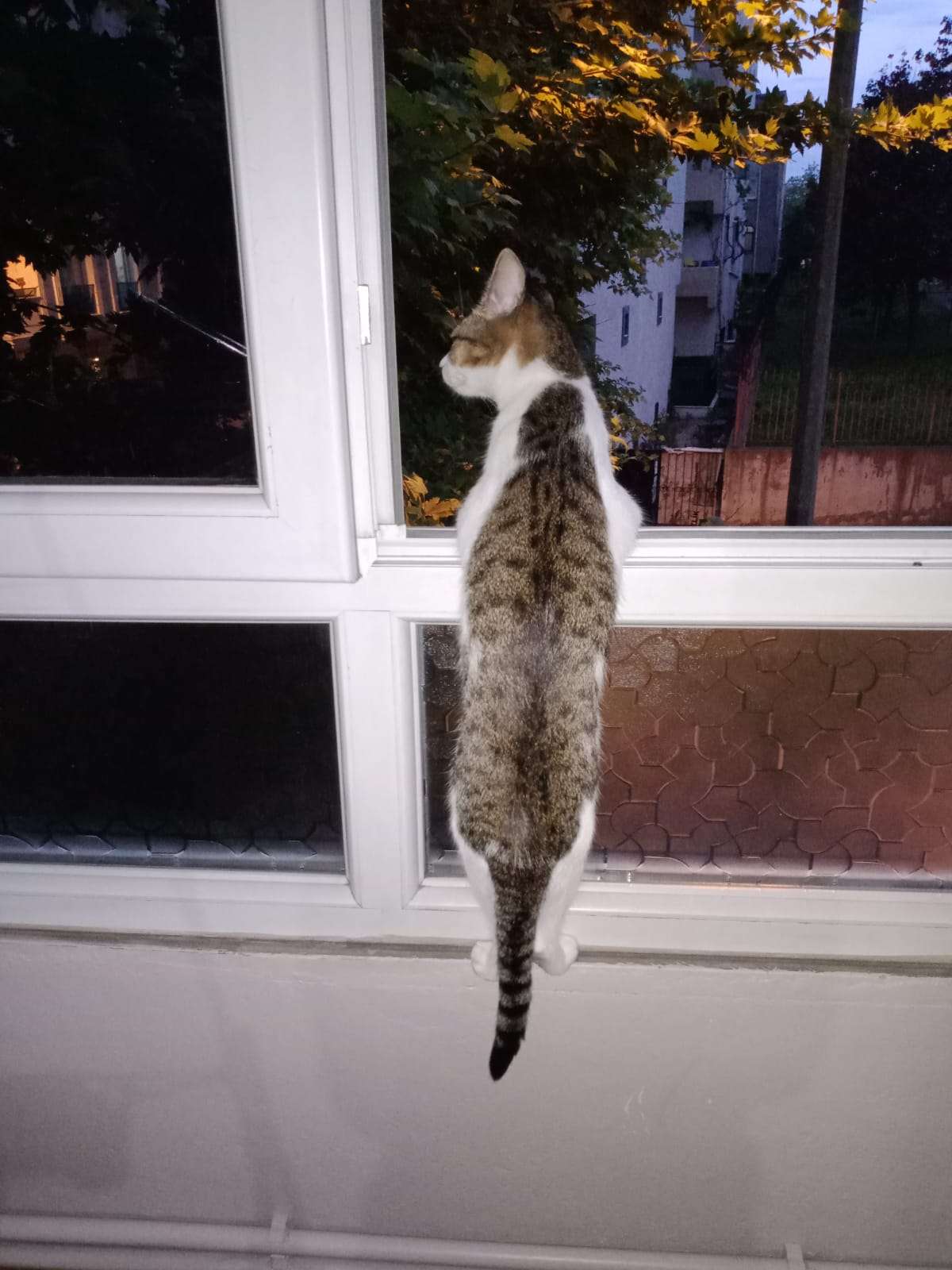 2 ADET KEDİMİZ KAYBOLDU