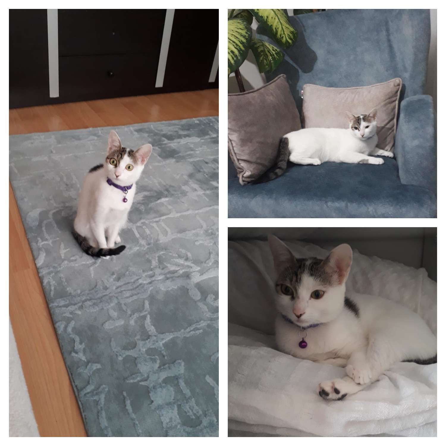 Kayıp kedi pamuk 